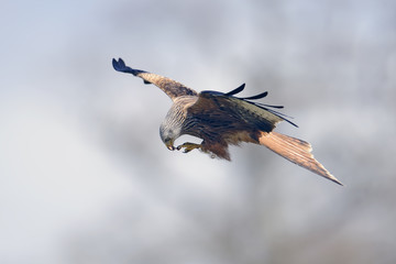 red kite (milvus milvus) feeding in flight