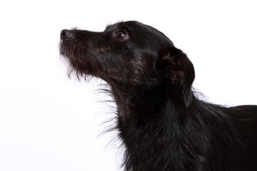 schwarzer Hund Mischling Portrait