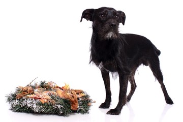 schwarzer Hund mit Adventskranz