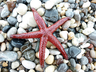 Red sea star on peables
