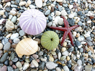 Sea star, urchins and shells background