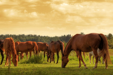 Horses on the field