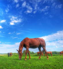 Obraz premium Wild horse on the field