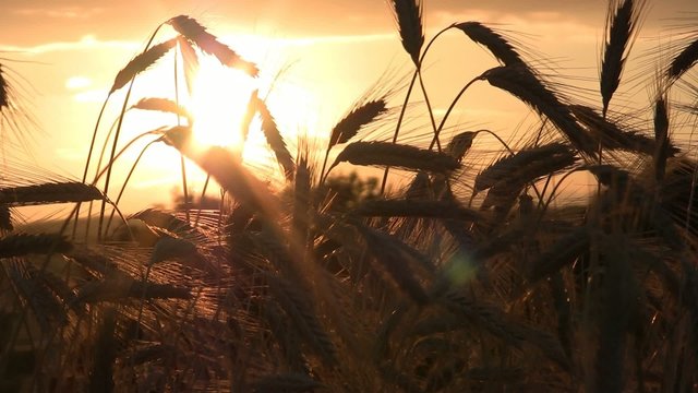 Weizen im Sonnenuntergang