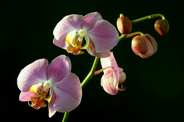 Orchid