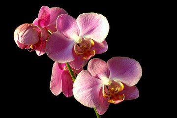 Orchid
