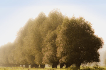 Stare Wierzby nadwiślańskie © Gucio_55