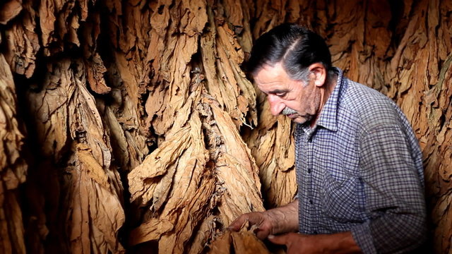 Farmer looks and controls dry tobacco leaf in the dryer