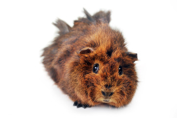 cute guinea pig