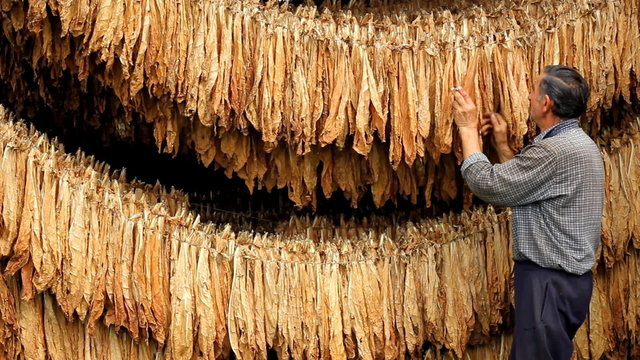 Farmer smokes a cigarette and looks dry tobacco leaf