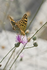 Mariposa en su medio.