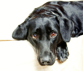 Handsome Labrador