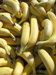 Viele Bananen © Klaus Eppele