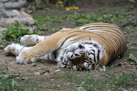 Siberian tiger sleping on a grass