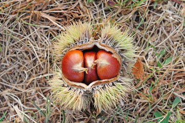 chestnuts in the shell