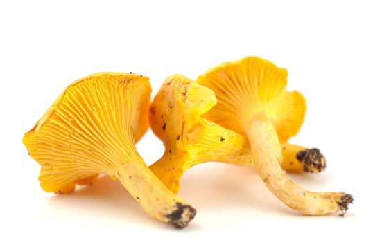 Selection Of Chanterelles