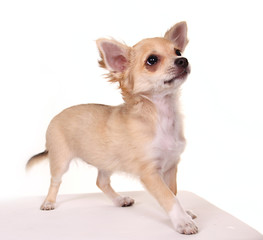 Aufmerksamer hundewelpen