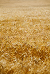 organic background from a golden wheat