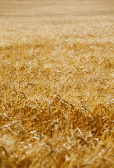 organic background from a golden wheat