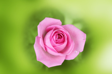 Scarlet rose on a blurred green background