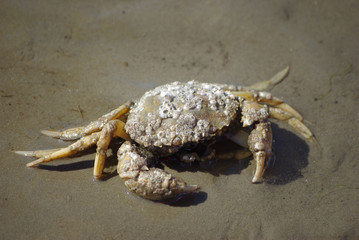 A crab
