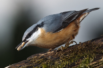 Kleiber (Sitta europaea) legt Wintervorrat an