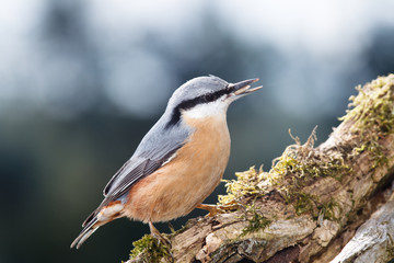 Kleiber, Sitta europaea