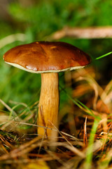 Maronenröhrling (Boletus badius, syn. Xerocomus badius)