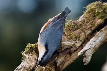 Kleiber (Sitta europaea) legt Wintervorrat an