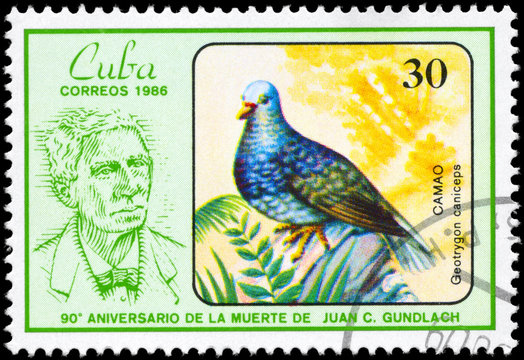 CUBA - CIRCA 1986 Quail-dove