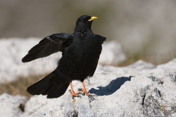Alpendohle, Alpine Chough, Pyrrhocorax graculus