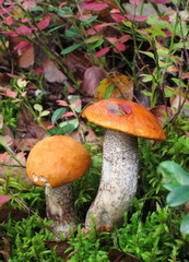 Pictoresque mushrooms in forest
