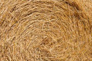 Wheat Haystacks after the harvest. Summer.
