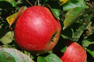 Roter Apfel