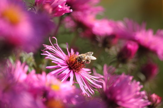 Biene auf Aster