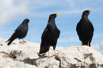 Alpendohle, Alpine Chough, Pyrrhocorax graculus