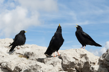 Alpendohle, Alpine Chough, Pyrrhocorax graculus