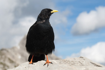 Alpendohle, Alpine Chough, Pyrrhocorax graculus
