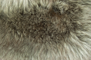 Fur texture