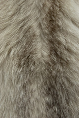 Fur texture