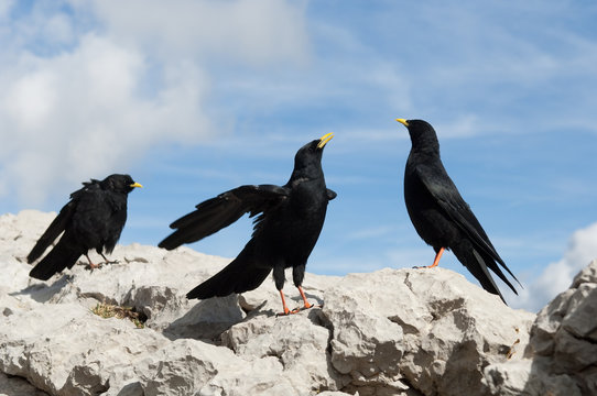 Alpendohle, Alpine Chough, Pyrrhocorax graculus