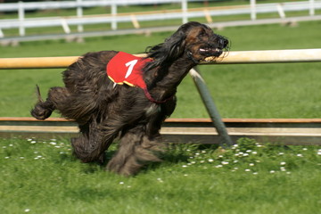 Afghan Hound