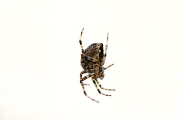 Spinne
