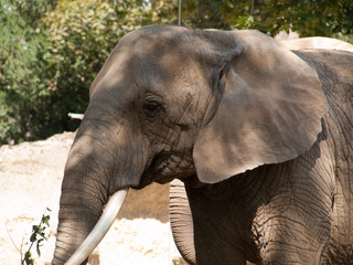 Fototapeta premium Eléphants