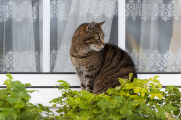 Katze