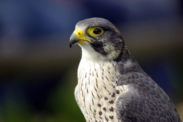 Portrait des Wanderfalken