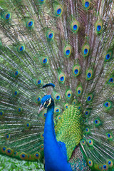 Obraz premium Peacock