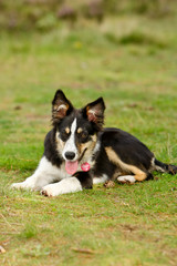 Bordercollie in der Heide