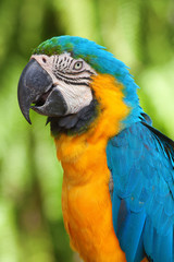 A blue and yellow macaw
