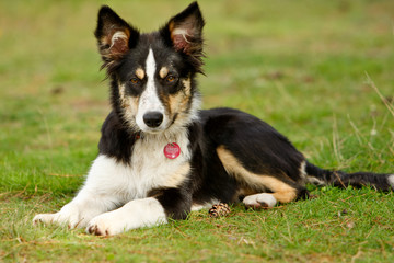 Bordercollie in der Heide